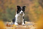 liegender Border Collie