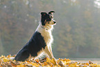 sitzender Border Collie