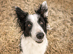 Border Collie R�de