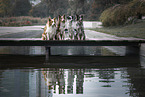 4 Border Collies