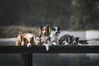 4 Border Collies