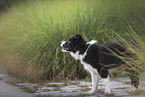 Border Collie Welpe