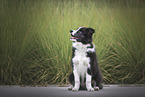 Border Collie Welpe