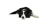 Border Collie vor weiem Hintergrund