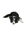 Border Collie vor weiem Hintergrund