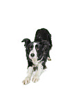 Border Collie vor weiem Hintergrund