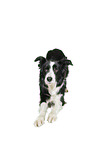 Border Collie vor weiem Hintergrund