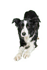 Border Collie vor weiem Hintergrund