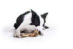 Border Collie vor weiem Hintergrund