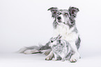 Border Collie mit Kaninchen