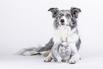 Border Collie mit Kaninchen