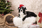 Border Collie Rde