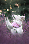 Border Collie Welpe