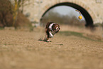 braun-weier Border Collie