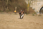 braun-weier Border Collie