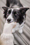 Border Collie Hndin