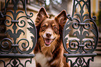 Border Collie Rde