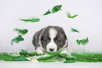 Border Collie Welpe