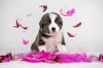 Border Collie Welpe
