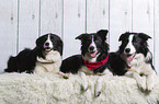 3 Border Collies