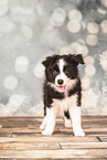 Border Collie Welpe