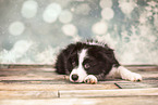 Border Collie Welpe