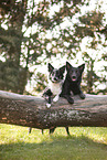 2 Border Collies