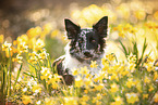 Border Collie Hndin