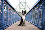 Border Collie Hndin