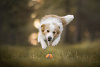 rot-wei�er Border Collie
