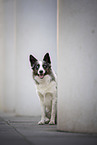 Border Collie Rde