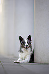 Border Collie Rde