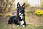 Border Collie R�de