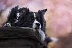 Border Collie im Frhling