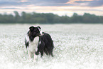 Border Collie R�de