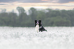 Border Collie R�de