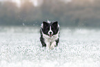 Border Collie R�de