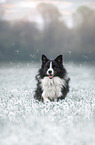 Border Collie R�de