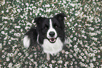 Border Collie R�de