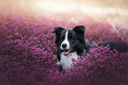 junger Border Collie Rde