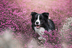 junger Border Collie Rde
