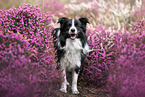 junger Border Collie Rde
