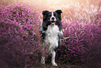 junger Border Collie Rde