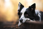 Border Collie Hndin