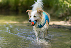 Border Collie im Wasser