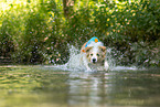 Border Collie im Wasser