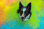 bunter Border Collie