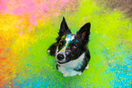 bunter Border Collie