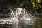 Border Collie am Wasser