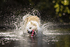 Border Collie am Wasser
